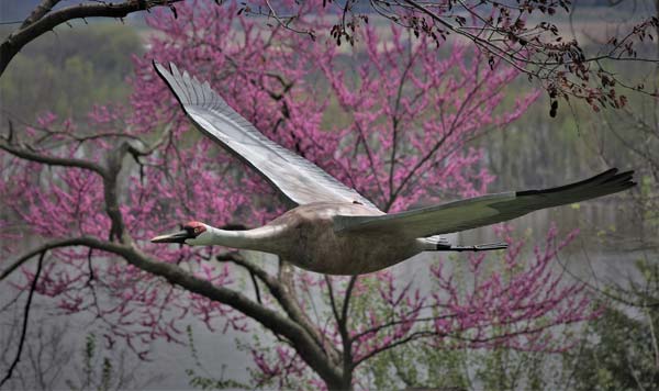 Sandhill-Crane-Flying-thru-.jpg