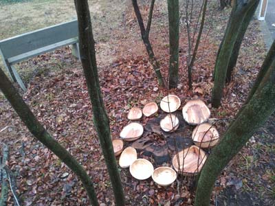 Shad-Serviceberry-Bowls-w-S.jpg